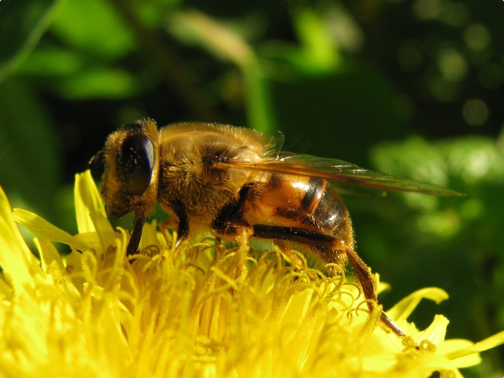 Ape (4) su infiorescenza di Verga d'oro (Solidago virgaurea)