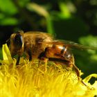 Ape (4) su infiorescenza di Verga d'oro (Solidago virgaurea)