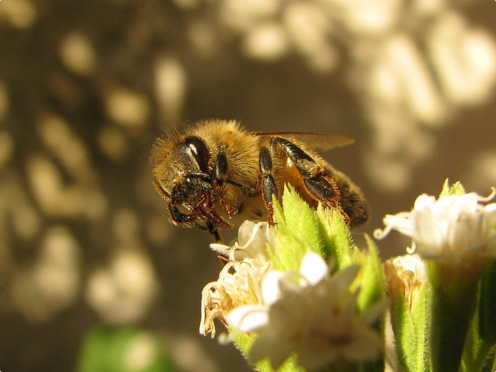 Ape (5) su fiori di Stevia