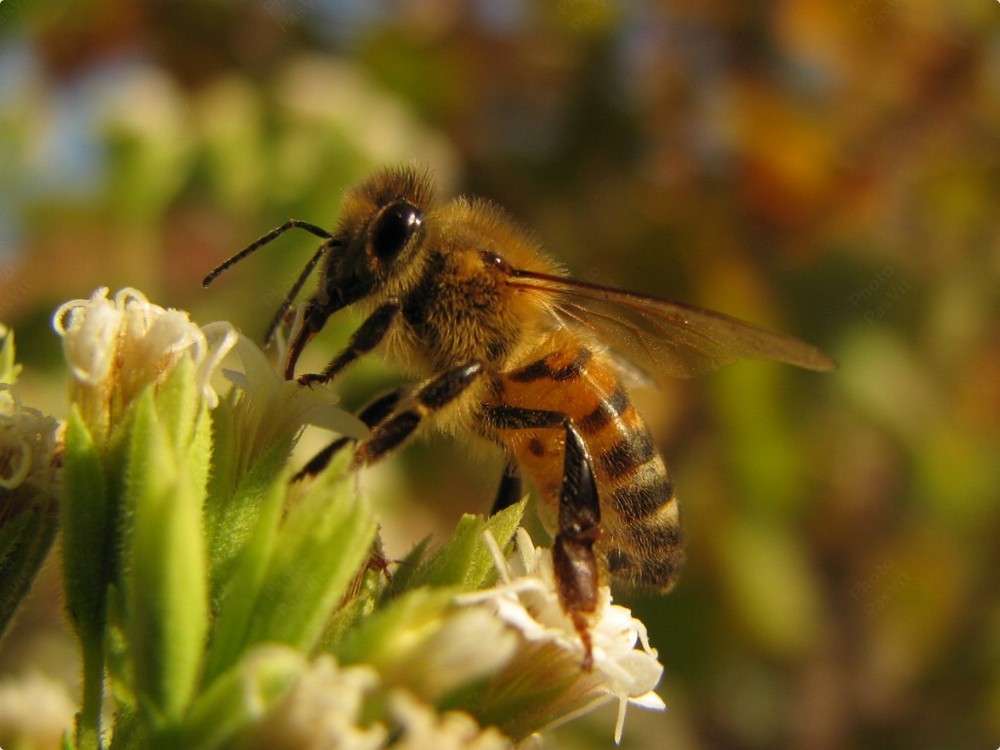 Ape (6) su fiori di Stevia