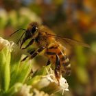 Ape (6) su fiori di Stevia