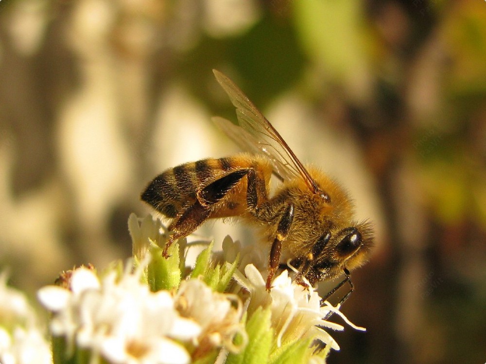 Ape (7) su fiori di Stevia