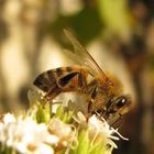 Ape (7) su fiori di Stevia