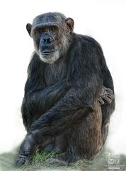 Ape