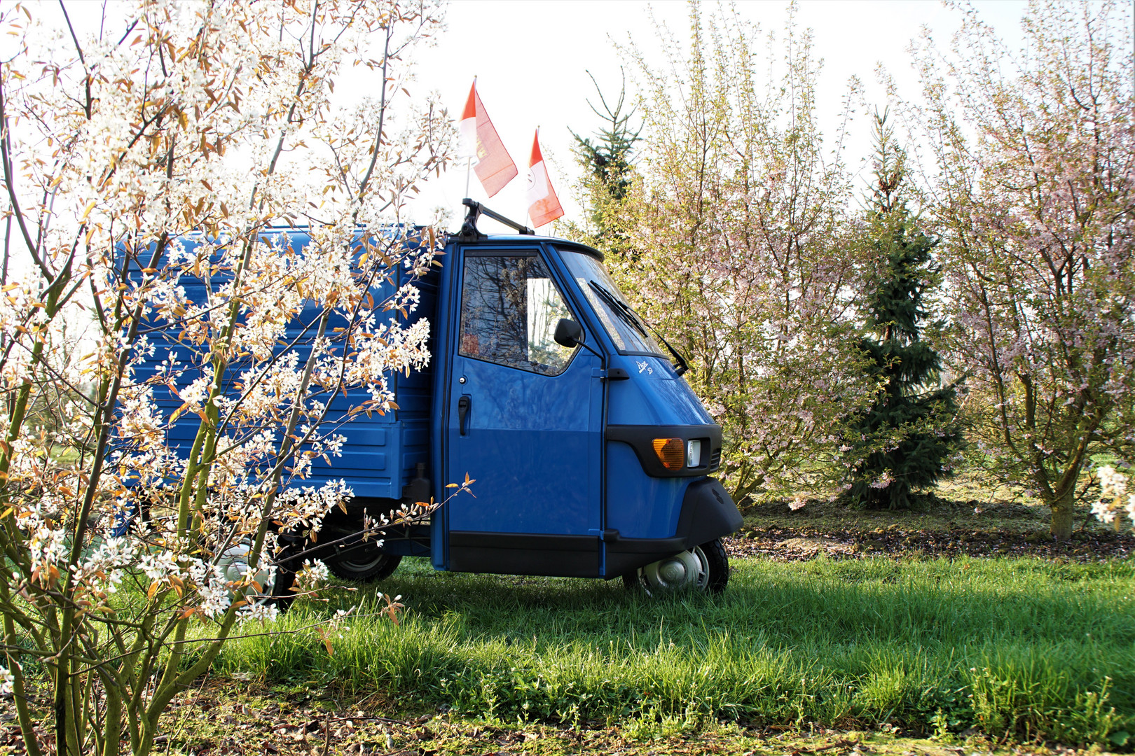 Ape im Frühling