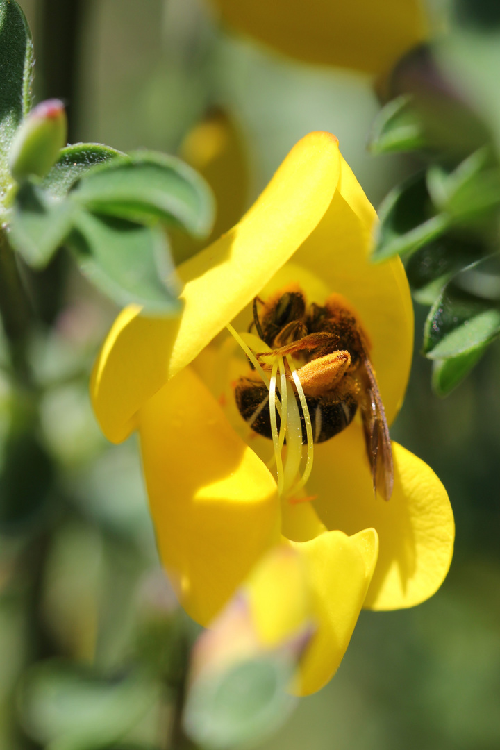 Ape impollinata nel fiore