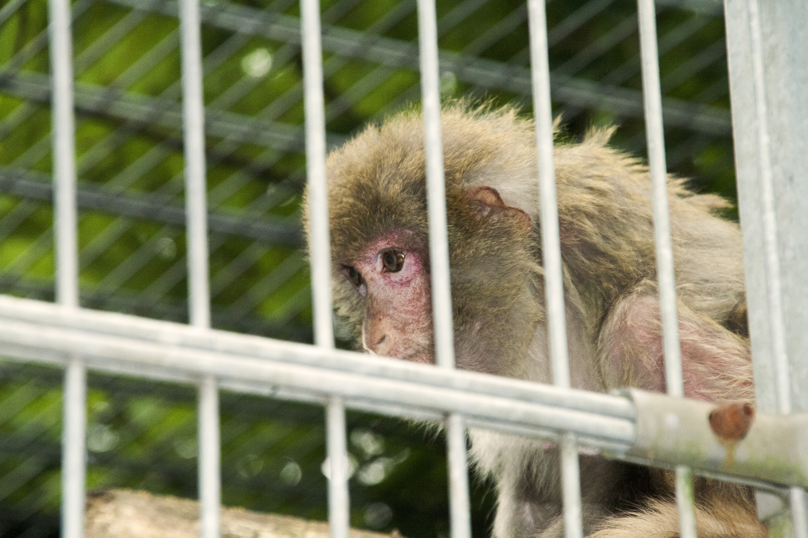 Ape in a Cage