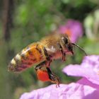 Ape in volo con cestino del polline sulle zampe posteriori.