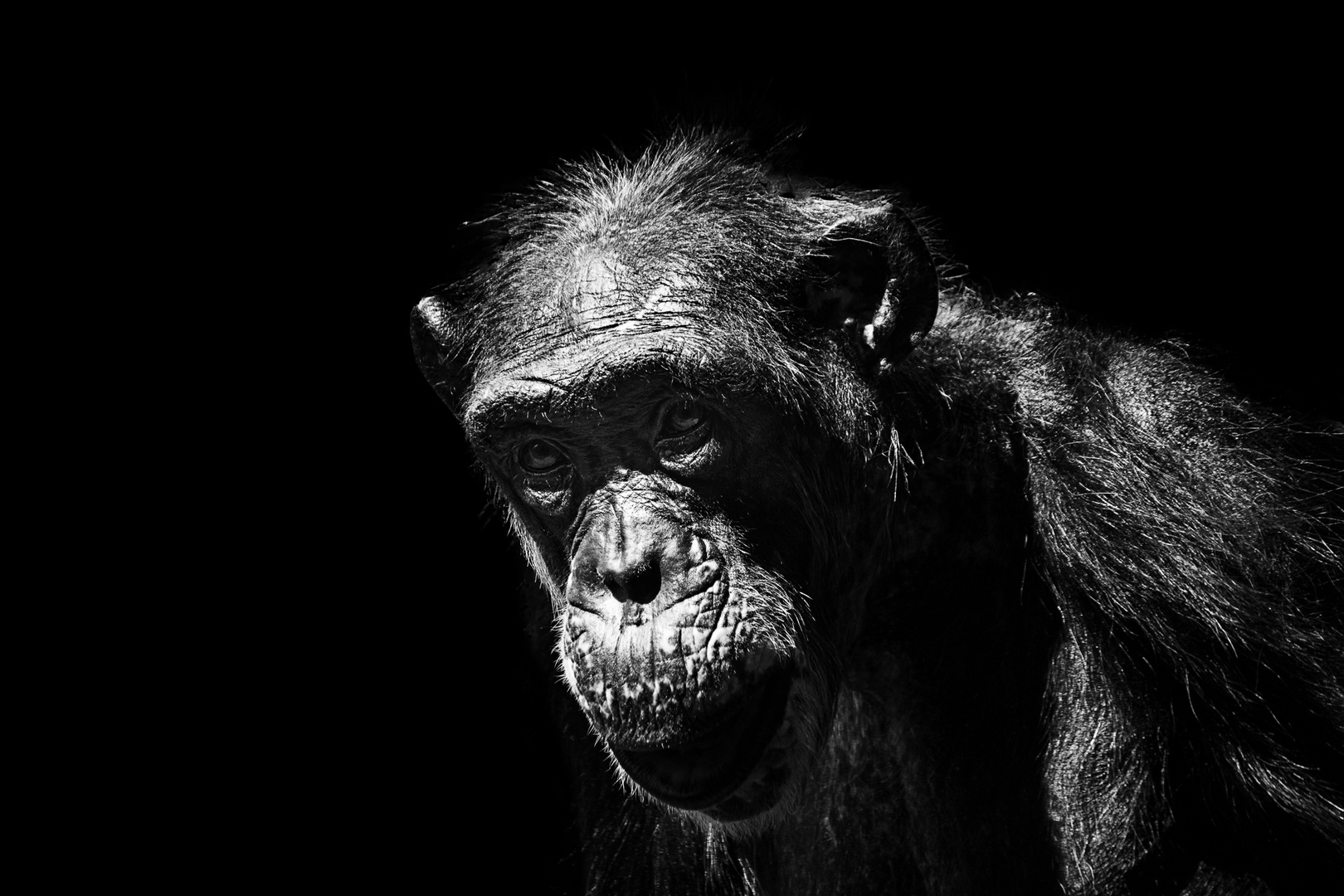 Ape mother
