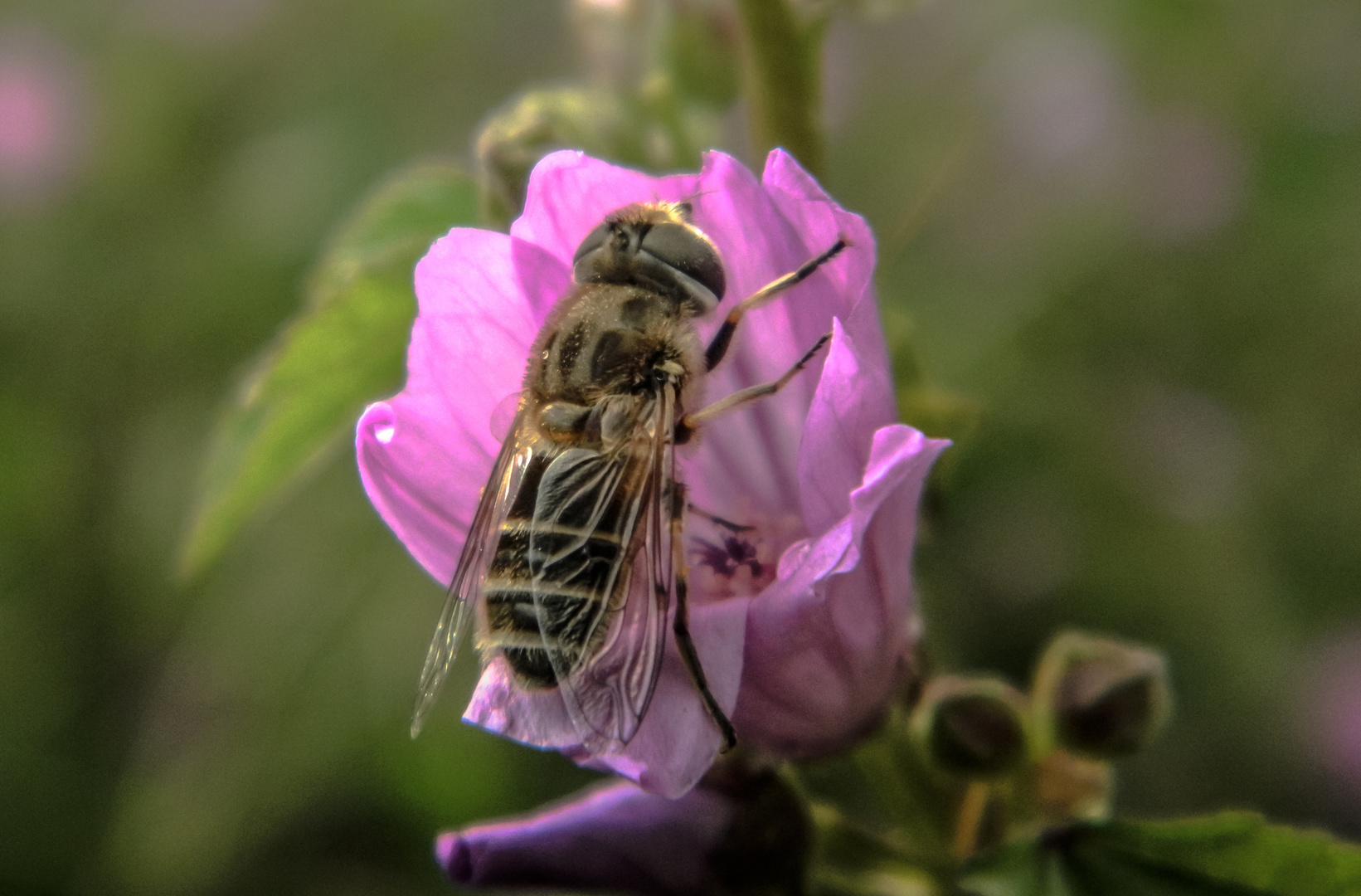 Ape nel fiore di malva