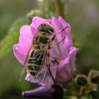 Ape nel fiore di malva