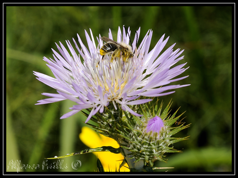 Ape su fiore