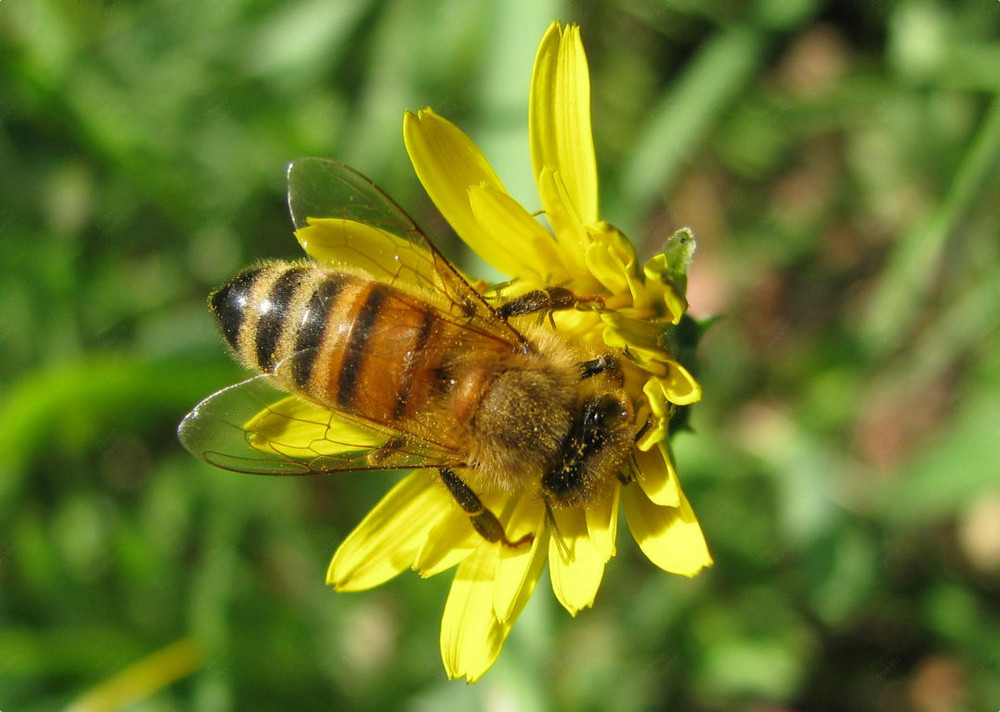 Ape su fiore