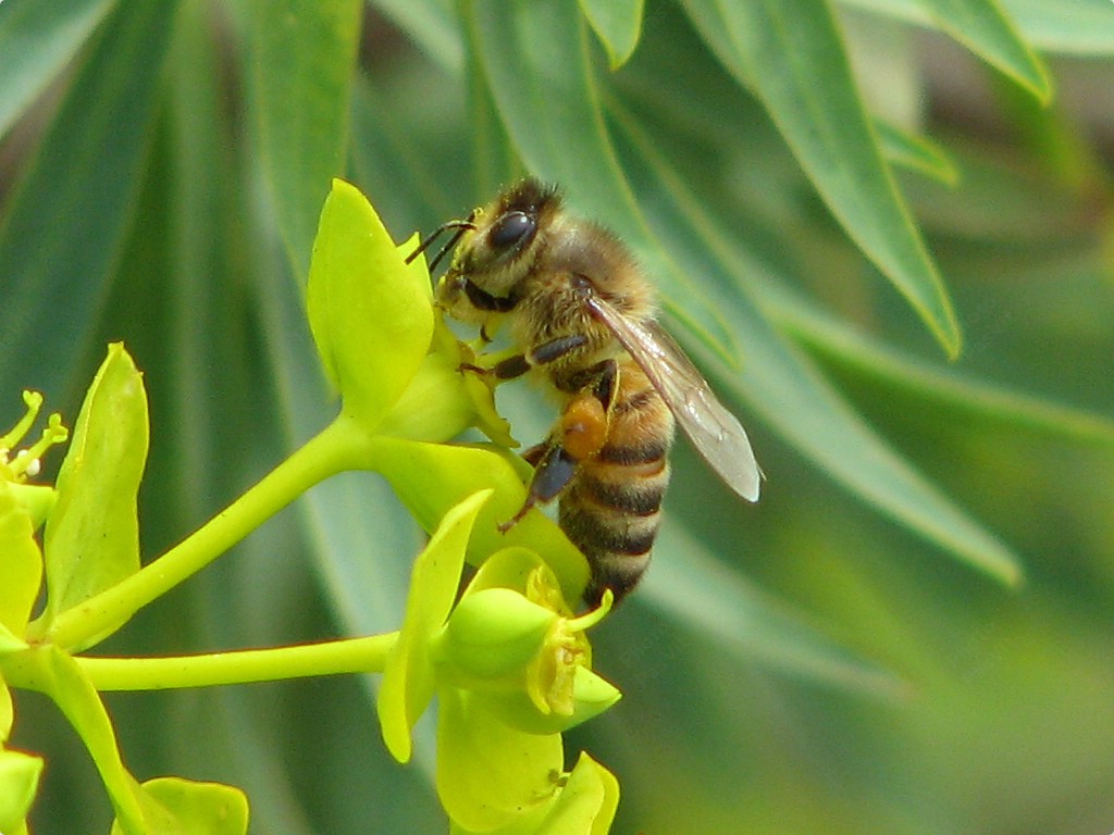 Ape su fiore di Euforbia arborea.