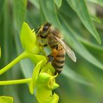 Ape su fiore di Euforbia arborea.