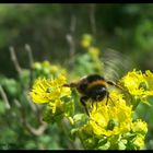 Ape su fiore di Rota