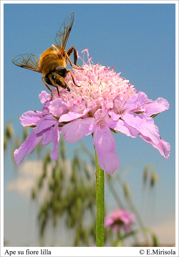 APE SU FIORE LILLA - BIENE AUF LILA BLUME