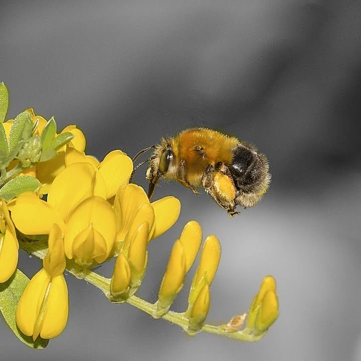 Ape su fiori di ginestra