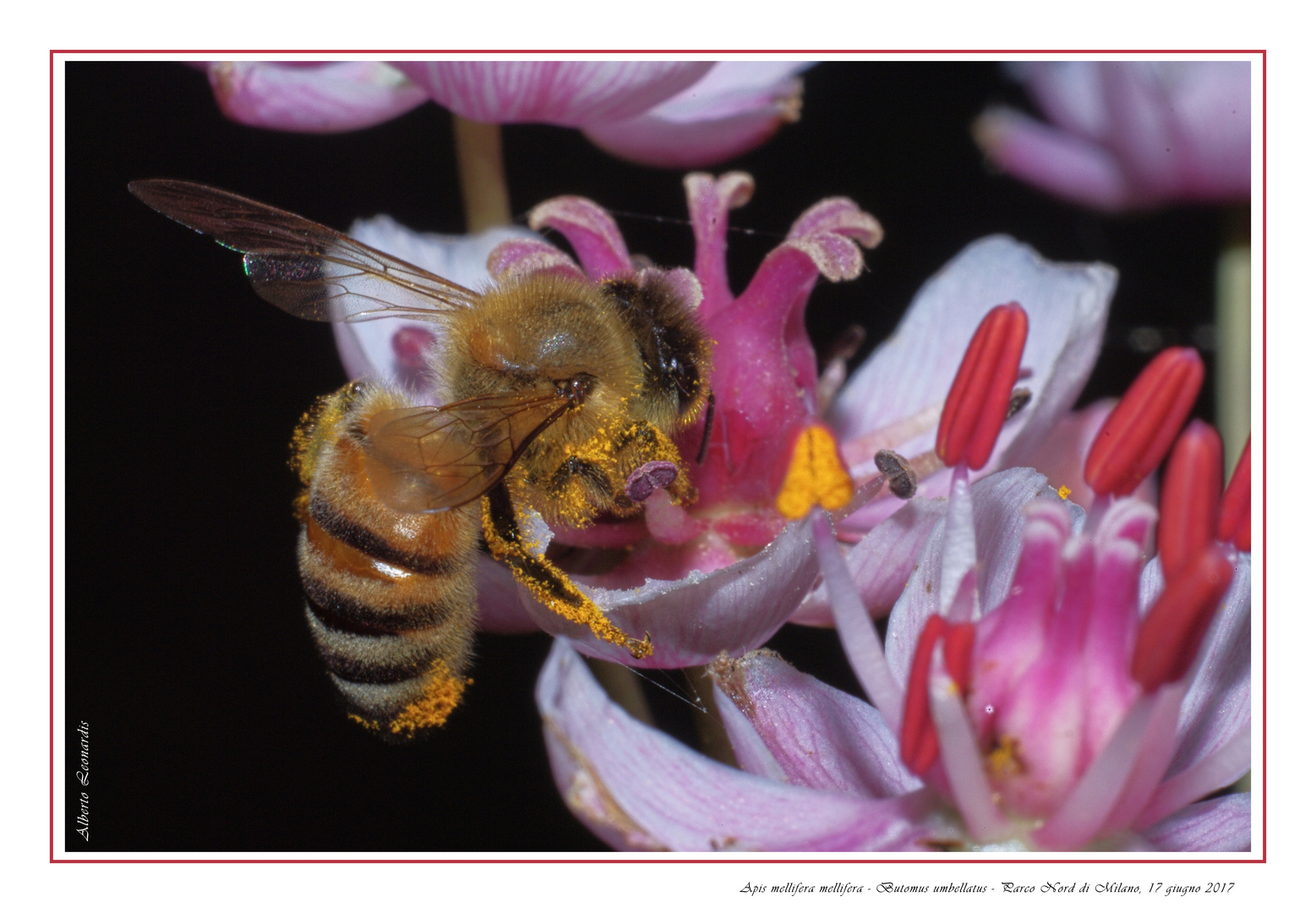 Ape su Giunco d'acqua - Apis mellifera et Butomus umbellatus