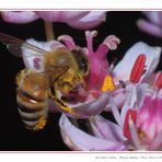 Ape su Giunco d'acqua - Apis mellifera et Butomus umbellatus