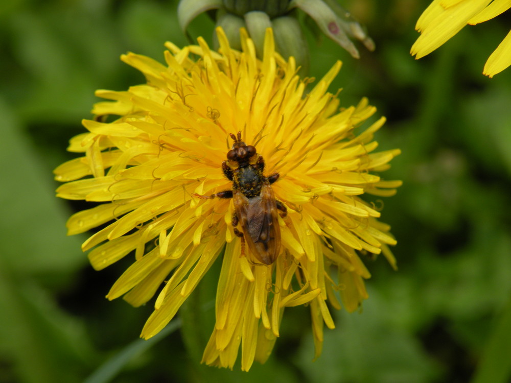 Ape sul fiore