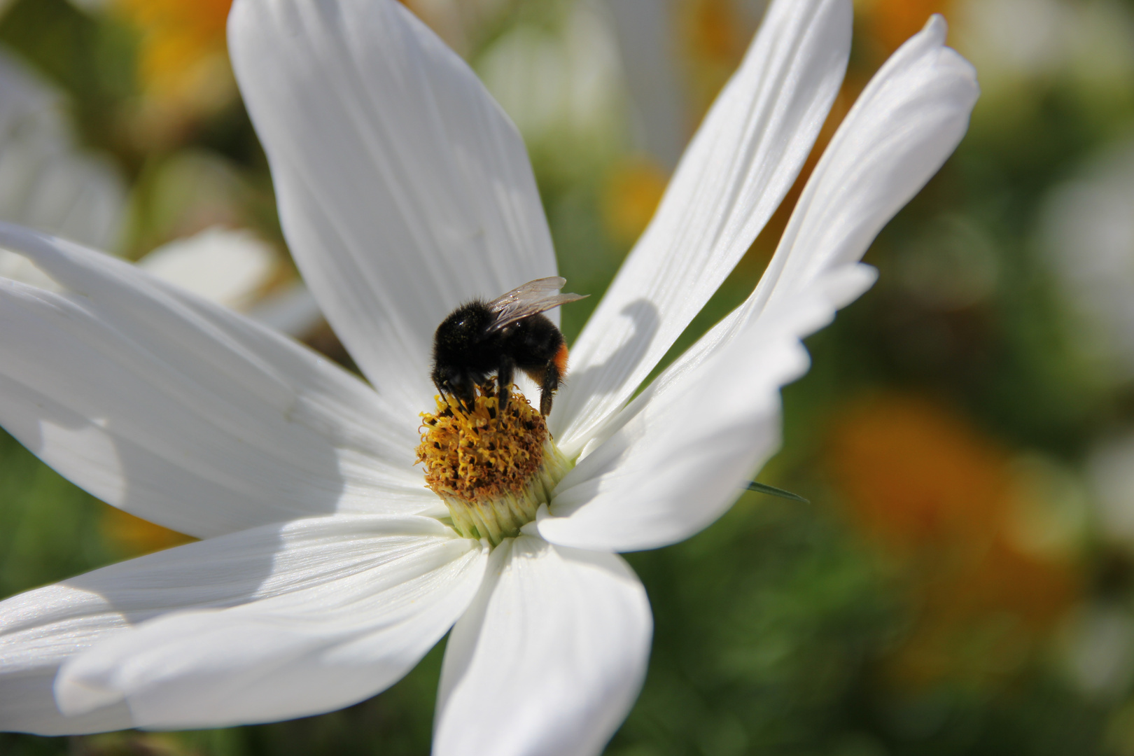 Ape sul fiore