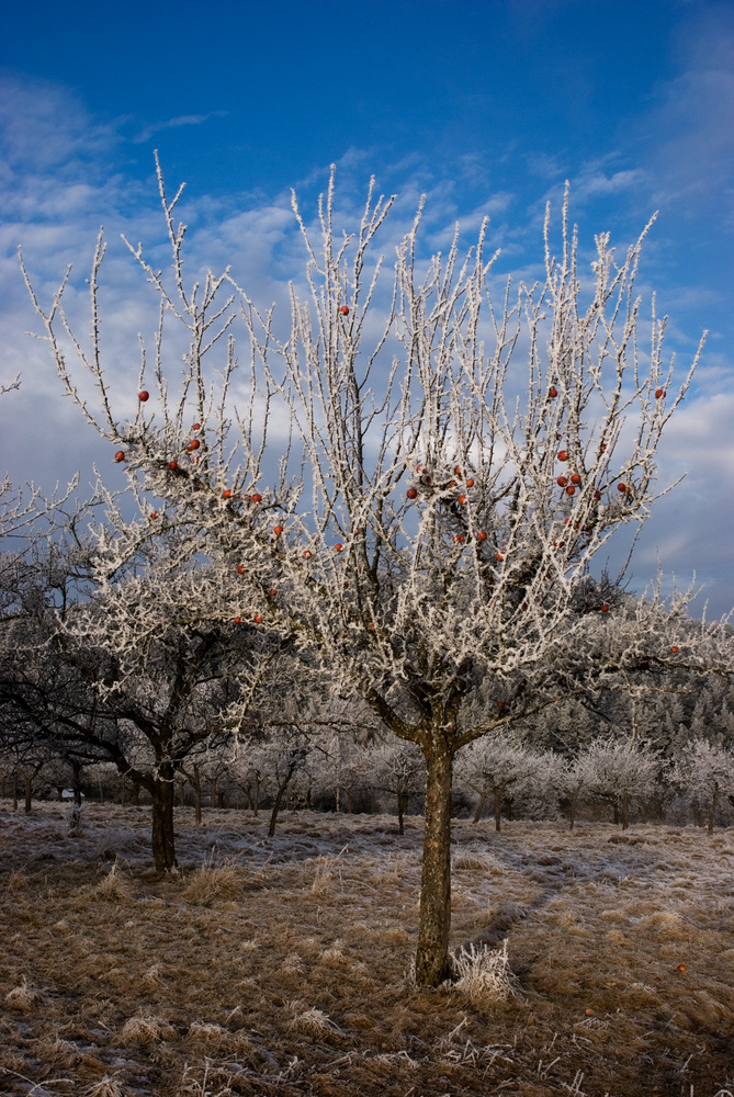 Apelbaum im Winter