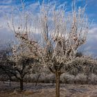 Apelbaum im Winter