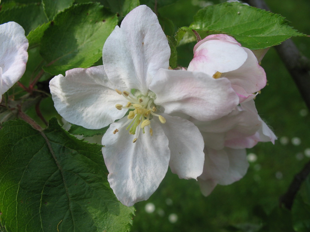 Apelblüte 2007