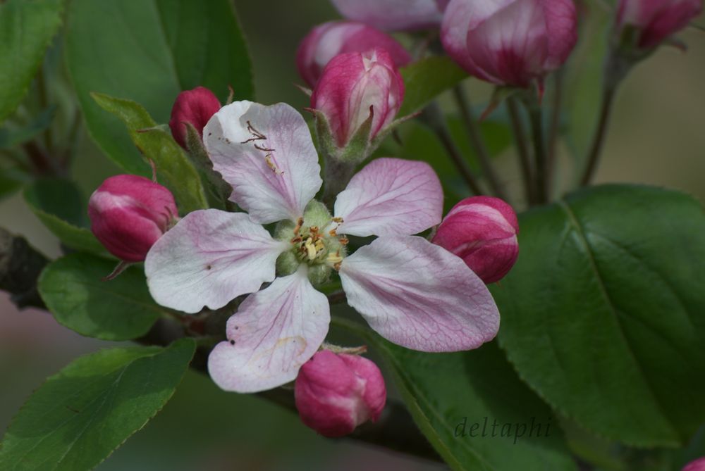 Apelblüte