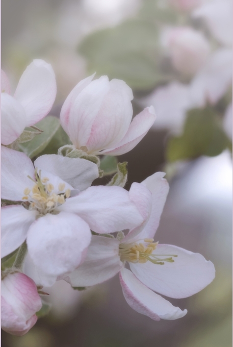 Apelblüten am Kloster