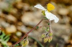 Apeninnen-Sonnenröschen (Helianthemum apeninnum)