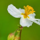 Apeninnen-Sonnenröschen (Helianthemum apeninnum)