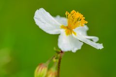 Apeninnen-Sonnenröschen (Helianthemum apeninnum)