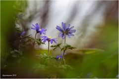 apennin-windröschen (anemone apennina).....