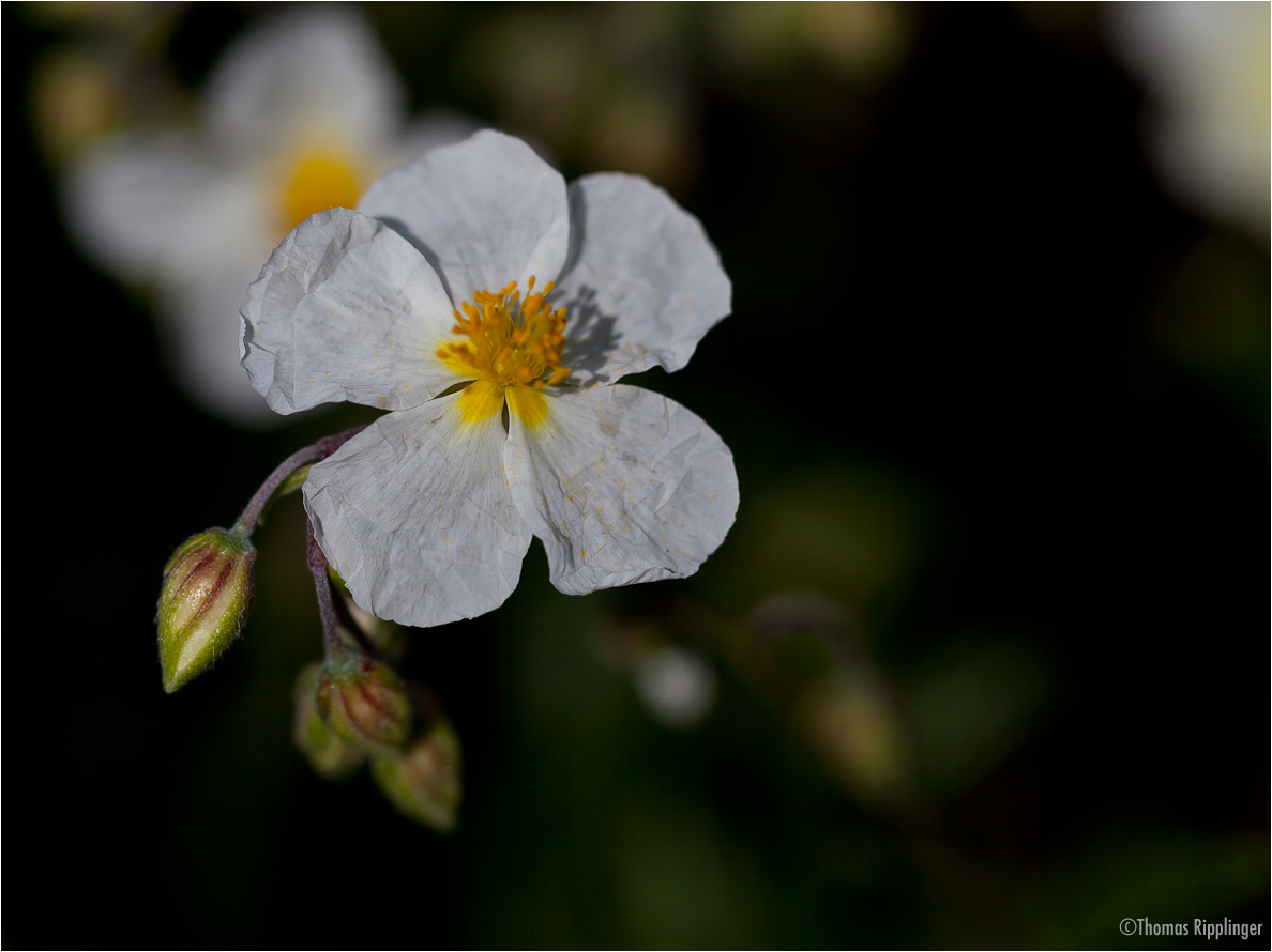 Apenninen-Sonnenröschen (Helianthemum apenninum)