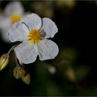 Apenninen-Sonnenröschen (Helianthemum apenninum)