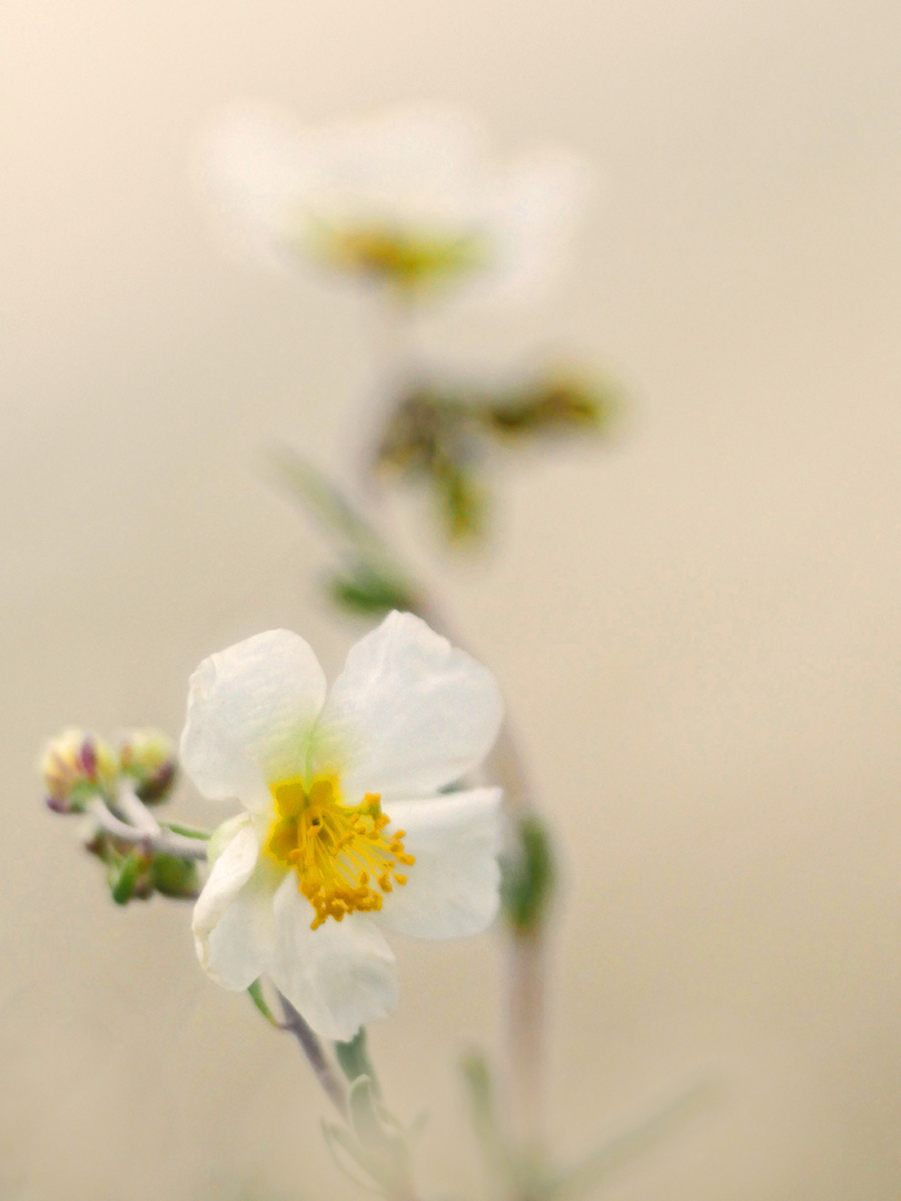 Apenninen-Sonnenröschen (Helianthemum apenninum)