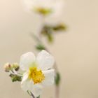 Apenninen-Sonnenröschen (Helianthemum apenninum)