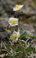 Apenninen-Sonnenröschen - Karlstadt - 4.5.14