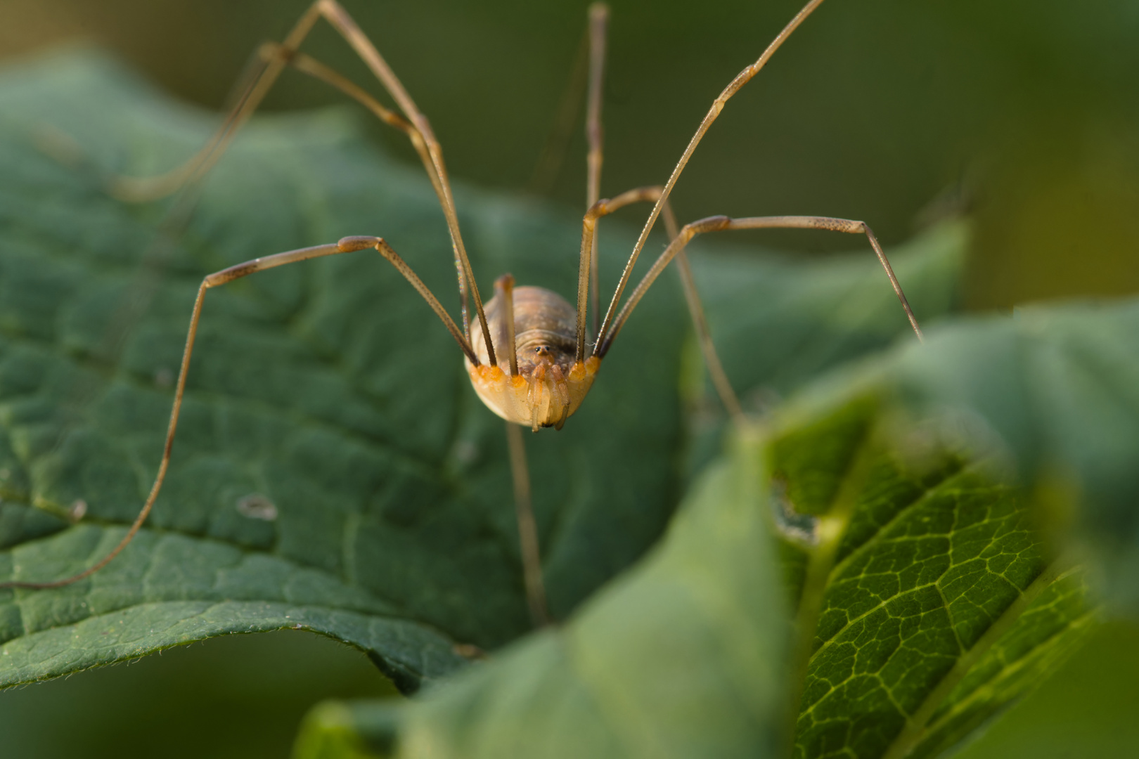 Apenninenkanker (Opilio canestrinii)