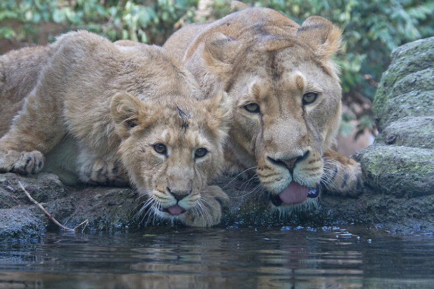 Apero im Zoo Zürich