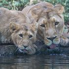 Apero im Zoo Zürich