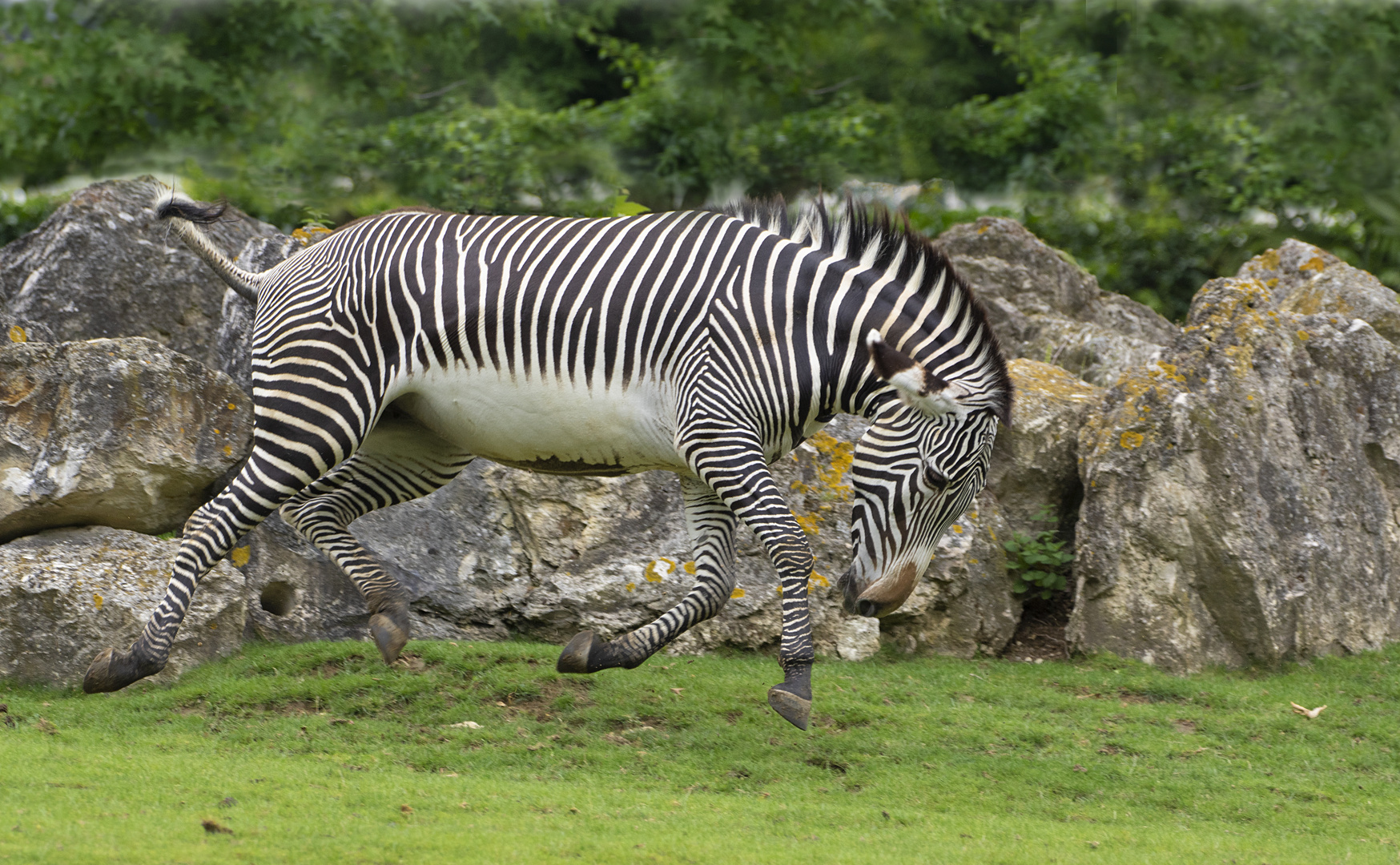 Apesanteur (Equus grevyi, zèbre de Grévy)