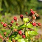 Apetecibles moras salvajes