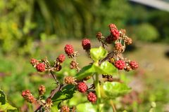 Apetecibles moras salvajes