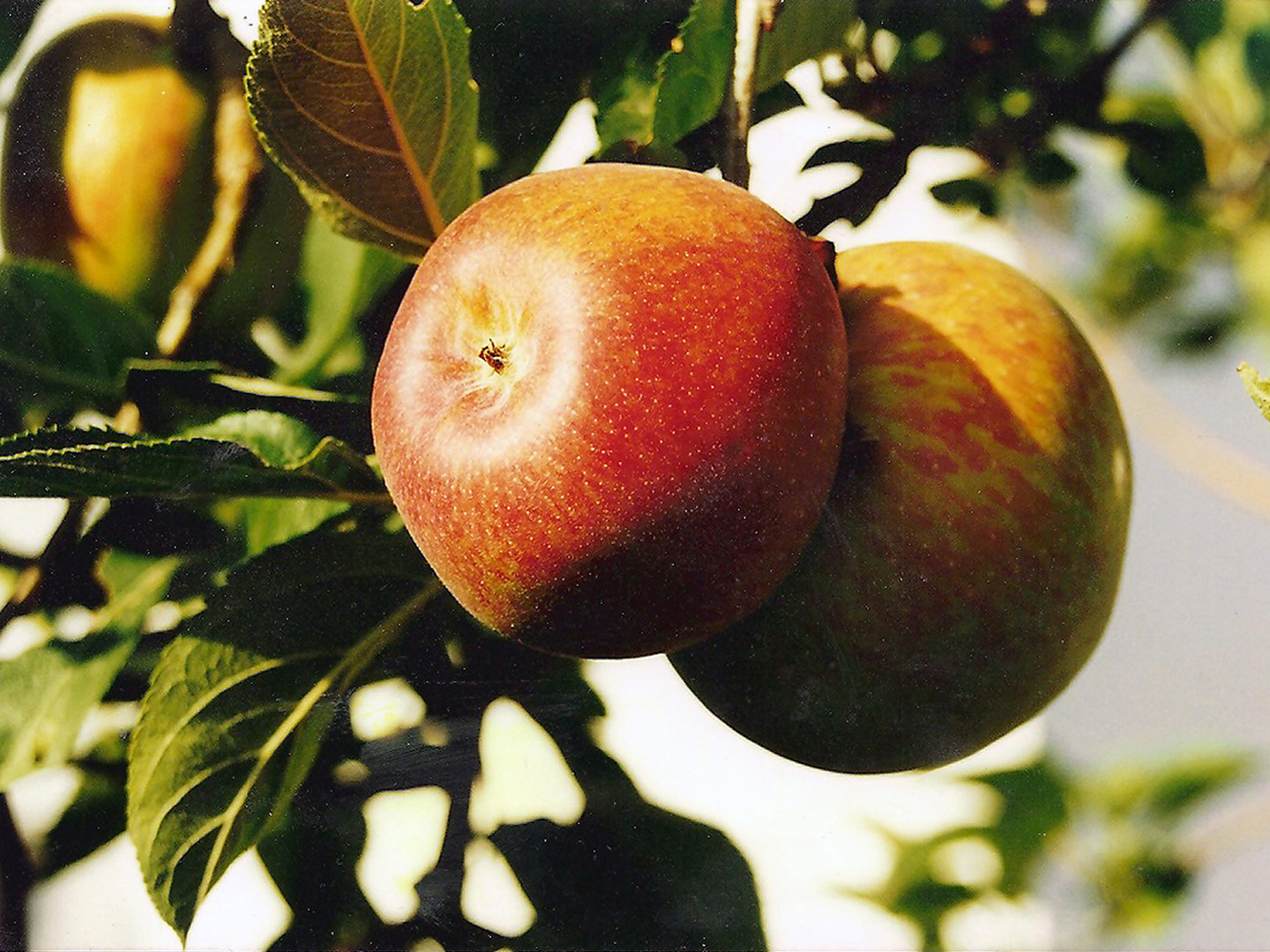 Apetitosas manzanas