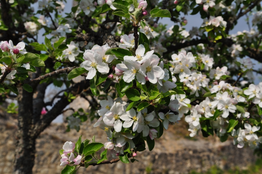 Apfeblüte in Kallmünz