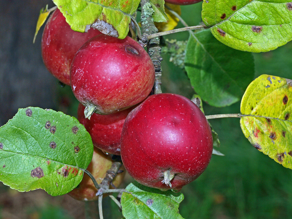 Apfel