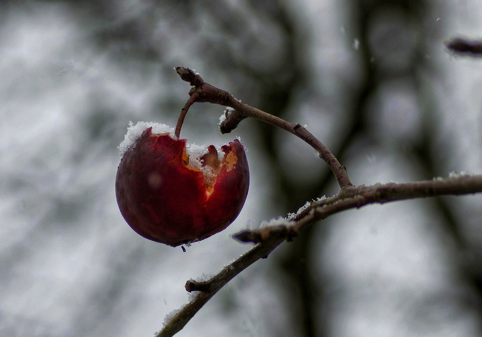 Apfel